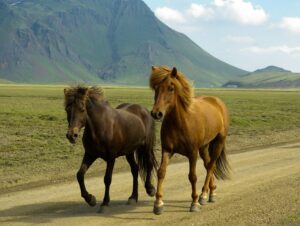 Icelandic Horse for Sale - Icelandic Horse Classifieds