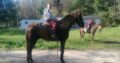 Sweet 16 HH Chocolate Trail Horse