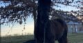 14.1 Neck Reining Black Trail Horse