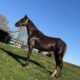 15.1 BeautifulChocolate Trail Horse