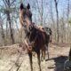 15.1 BeautifulChocolate Trail Horse