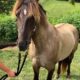 Stunning 14.3 Grulla Trail Horse
