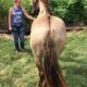 Stunning 14.3 Grulla Trail Horse