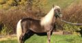 Stunning Sweet Breeding Stallion