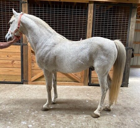 Stunning Grey Multi Grand Champion Stallion/Trail
