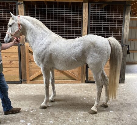 Stunning Grey Multi Grand Champion Stallion/Trail