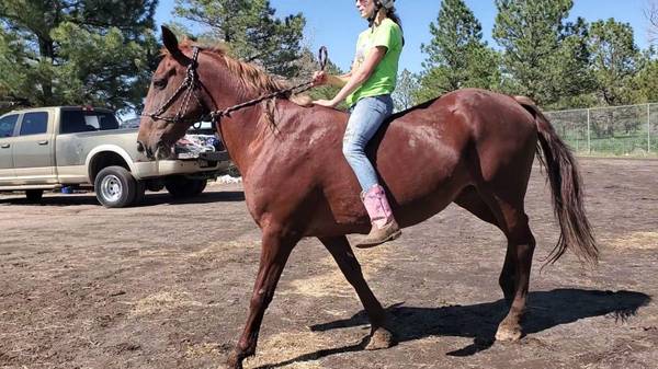 16 yo Rocky Mountain Gaited Horse Mare For Sale!