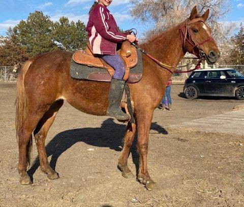 10 Year Old Missouri Fox Trotter Mare For sale!