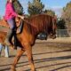 14 Year Old Missouri Fox Trotter Mare for Sale!