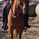 10 Year Old Missouri Fox Trotter Mare For sale!