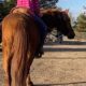 14 Year Old Missouri Fox Trotter Mare for Sale!