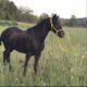 12 yr old gaited racking buddy pony 13.3