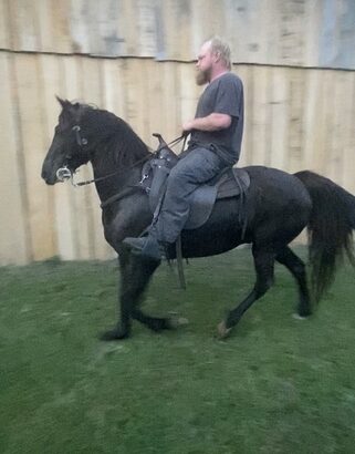 12 yr old gaited racking buddy pony 13.3