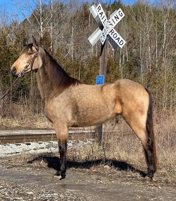 Place your bids at www.PlatinumEquineAuction.com Super smooth gaited Buckskin Beauty, Great on trails and traffic safe!