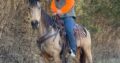 Place your bids at www.PlatinumEquineAuction.com Super smooth gaited Buckskin Beauty, Great on trails and traffic safe!