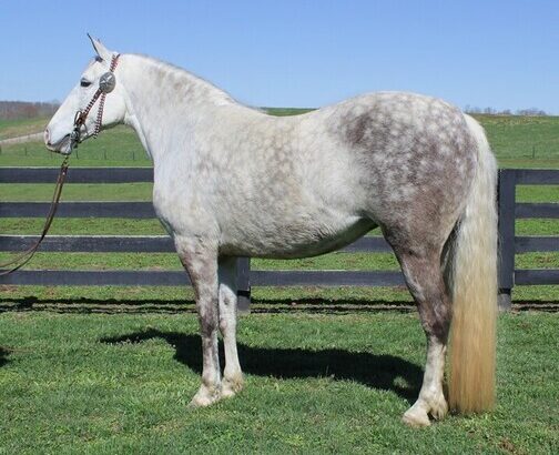 ONLINE AUCTION!!! Bid at www.PlatinumEquineAuction.com Excellent trail horse, Super smooth gaited, Safe for the WHOLE family!!!
