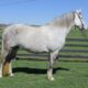 ONLINE AUCTION!!! Bid at www.PlatinumEquineAuction.com Excellent trail horse, Super smooth gaited, Safe for the WHOLE family!!!