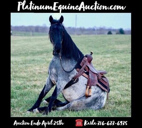 Place your bids at www.PlatinumEquineAuction.com TRICK HORSE!!! Family Safe trail horse, Super Smooth Gaited, Nice Lope!!!