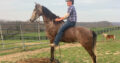 Gray Tennessee Walking Gaited Trail Mare