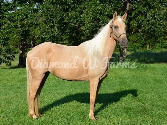 Palomino Tennessee Walking Gaited Trail Mare