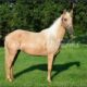 Palomino Tennessee Walking Gaited Trail Mare