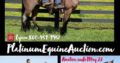 Place your bids at www.PlatinumEquineAuction.com beginner safe, super smooth gaited, great on trails and well broke!