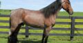 Place your bids at www.PlatinumEquineAuction.com beginner safe, super smooth gaited, great on trails and well broke!