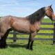Place your bids at www.PlatinumEquineAuction.com beginner safe, great on trails, ver smooth gaited!