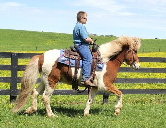 Place your bids at www.PlatinumEquineAuction.com beginner safe, great on trails, SUPER SMOOTH GAITED!!! Drives under harness as well!