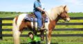 Place your bids at www.PlatinumEquineAuction.com beginner safe, great on trails, SUPER SMOOTH GAITED!!! Drives under harness as well!