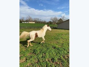 Spotted Saddle Gelding for Sale in Shelbyville, TN