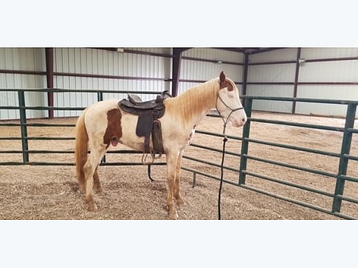 Spotted Saddle Gelding for Sale in Shelbyville, TN