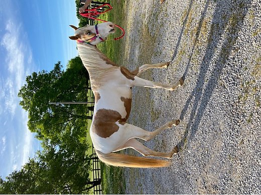 Tennessee Walking Mare for Sale in Shelbyville, TN