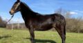 Gaited Mule!!! Place your bids at www.PlatinumEquineAuction.com Broke/Safe trail mount! Super smooth gaited!!!