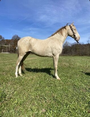Broke/Safe trail horse, gentle for the whole family! Super smooth gaited and Very Flashy!!!