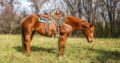 Broke/Safe trail or ranch horse, good handle, well bred! Pitzer Ranch Bred!!!