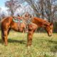 Broke/Safe trail or ranch horse, good handle, well bred! Pitzer Ranch Bred!!!