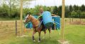 DREAMHORSE!!! Beginner and Family safe, Ranch Horse, Ropes, Pens, BROKE, Lots of color, Lesson Horse… Confidence Builder!!!