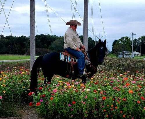 Trail Ready, Penning, Sorting… Loud Colored Grulla Mule!!!