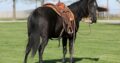 beautiful black gelding, gentle for any rider on trails or around the ranch!