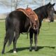 beautiful black gelding, gentle for any rider on trails or around the ranch!