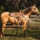 .PlatinumEquineAuction.com Super smooth gaited, well broke, fancy buckskin gelding. Great on trails and traffic safe!