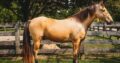 .PlatinumEquineAuction.com Super smooth gaited, well broke, fancy buckskin gelding. Great on trails and traffic safe!