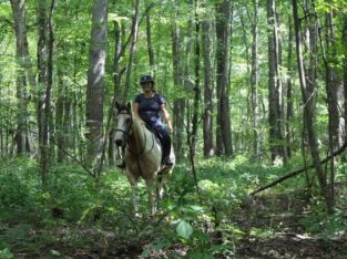 Trail horse, Dressage prospect, proven Jumper