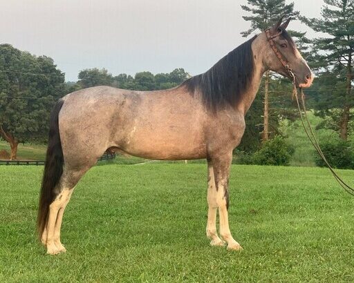 Safe trail horse, gentle for any rider on trails! Super smooth gaited and Very Flashy, Sharp Lit-up Gelding