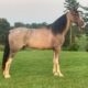Safe trail horse, gentle for any rider on trails! Super smooth gaited and Very Flashy, Sharp Lit-up Gelding
