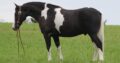 Safe trail horse, gentle for any rider on trails! Super smooth gaited and Very Flashy, Spotted Gelding!