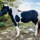 Ranch/Trail Ready, quiet and gentle Crossbred