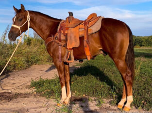 Online Auction, Top Prospect for Ranch, Roping, Cowhorse, Lots of Chrome!