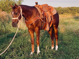 Family safe ranch horse, gentle for any rider on trails or around the ranch! Big Stout Draftcross!!!